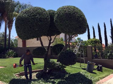 Tree Work 4